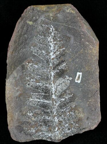 Million Year Old Fern Fossil - Illinois #21427
